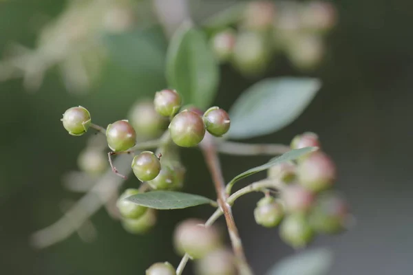 Frutti Medicati Indiani Albero — Foto Stock