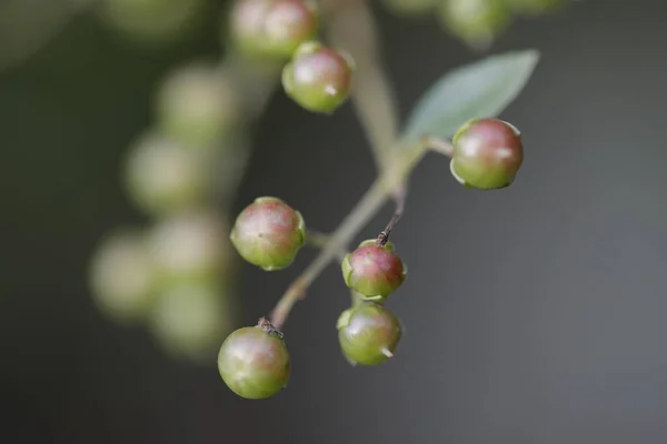 Frutas Medicadas Indianas Uma Árvore — Fotografia de Stock