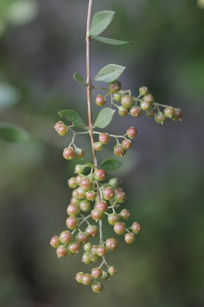 Frutas Medicadas Indianas Uma Árvore — Fotografia de Stock