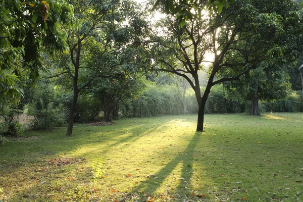 阳光穿过树木 — 图库照片