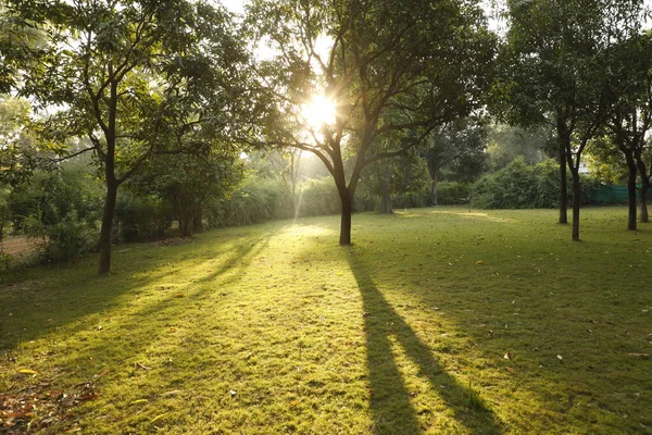 Sun Rays Trees — Stock Photo, Image