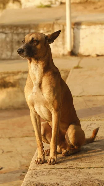 Street Dog at rural area