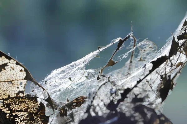 Scary Spider Web Leaf — Stockfoto