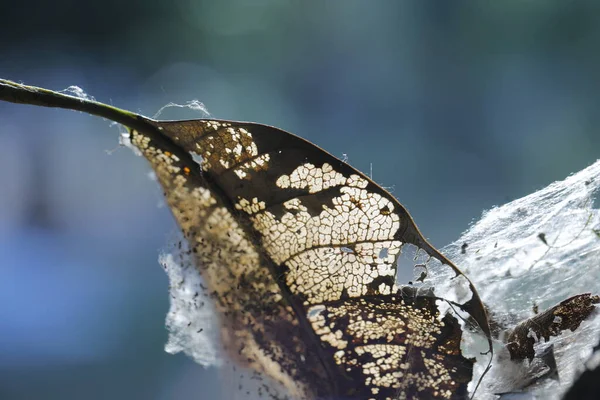 Scary Spider Web Leaf — Zdjęcie stockowe