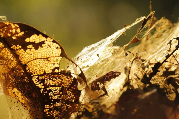 Scary Spider Web Leaf —  Fotos de Stock