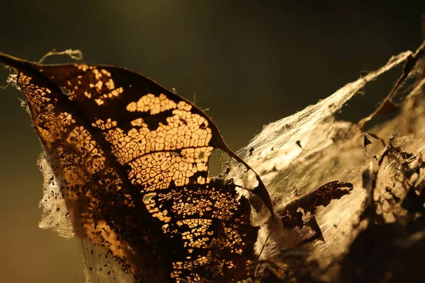 Scary Spider Web Leaf —  Fotos de Stock