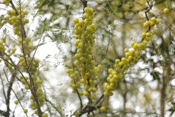 Indian Amla Fruits Tree Nature — стоковое фото