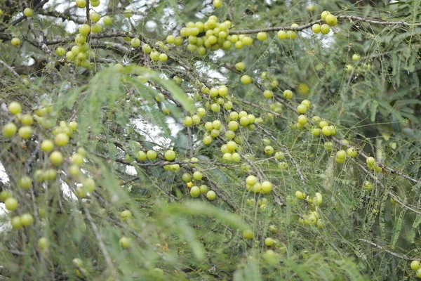 Indian Amla Fruits Tree Nature — Stock Photo, Image