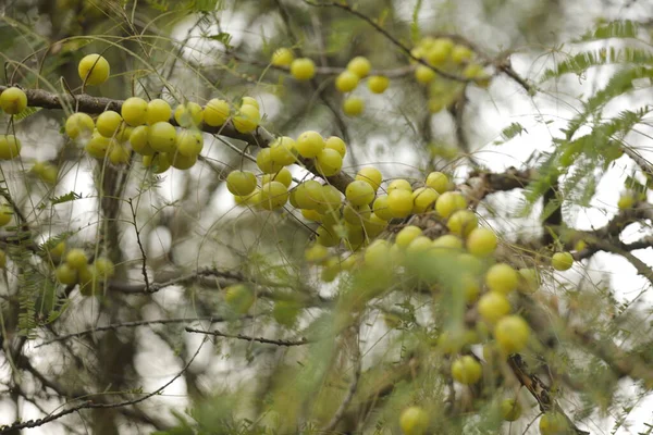 Indian Amla Fruits Tree Nature —  Fotos de Stock