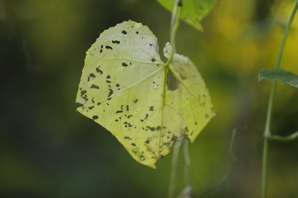 Indian Medicated Plant Leaf — Stock Fotó