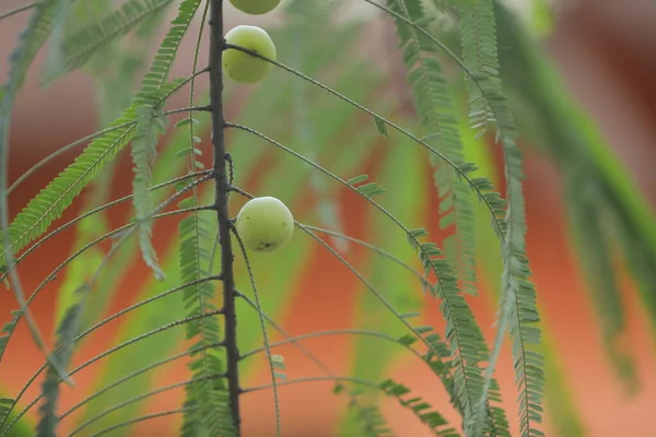 Indian Amla Fruits Tree Nature — Stock Photo, Image