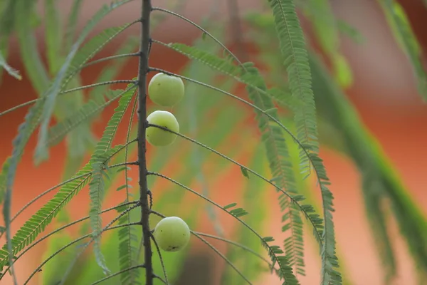 Indian Amla Fruits Tree Nature — Fotografia de Stock