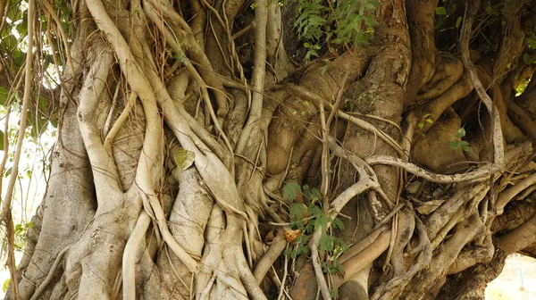Τεράστια Υφή Δέντρου Trunk — Φωτογραφία Αρχείου