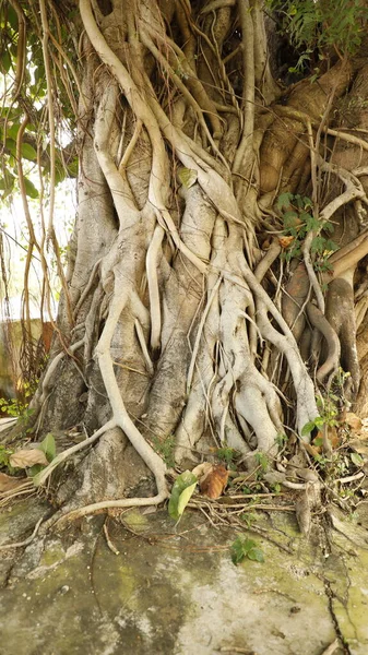 Huge Tree Trunk Texture —  Fotos de Stock