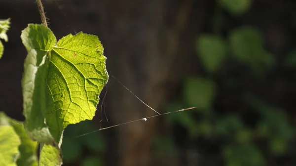 Indian Medicated Plant Leaf — Stock Photo, Image