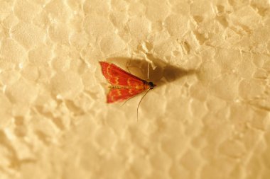 Böcek Uçan makro çekim