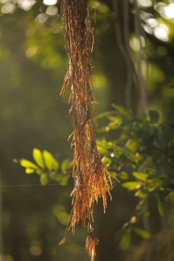 İlaçlı bitki Macro shot 'ı