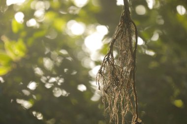 İlaçlı bitki Macro shot 'ı