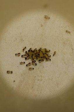 Siyah karıncalar kuru çöl topraklarında yuva kurarlar.