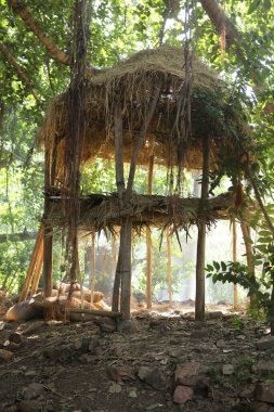 Güneş Ağaçların Arasında Işınlar