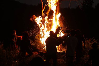 Tree Burn in the Forest