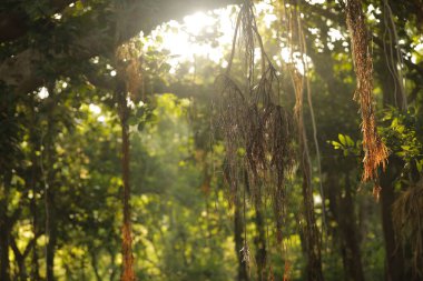 Büyük Bilgelik Ağacının Kökleri