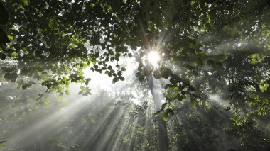 Güneş Ağaçların Arasında Işınlar