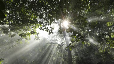 Güneş Ağaçların Arasında Işınlar