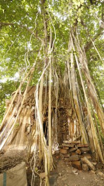 Şifalı bitkiler duvarda kök salar.