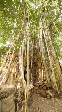 Şifalı bitkiler duvarda kök salar.