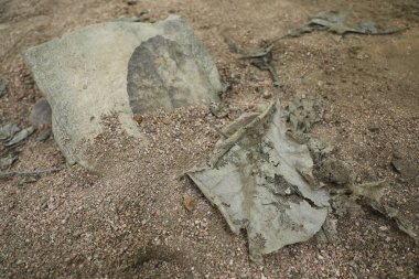 Hasarlı Kuru Yaprak Makro çekimi