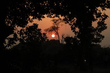 Güneş Ağaçların Arasında Işınlar