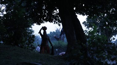 Silhouette at Tree in the forest