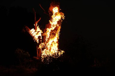 Ormanda Ağaç Yanması