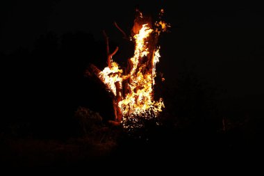 Ormanda Ağaç Yanması