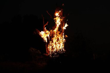 Ormanda Ağaç Yanması