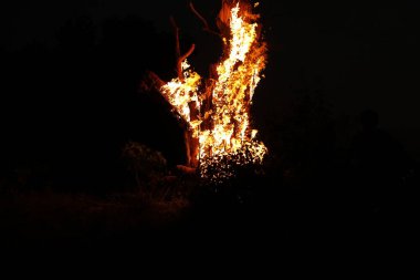 Tree Burn in the Forest
