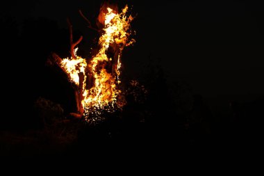Tree Burn in the Forest