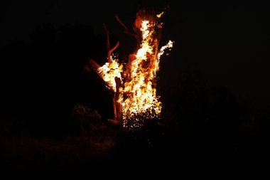 Ormanda Ağaç Yanması