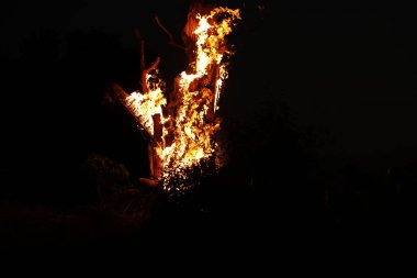 Ormanda Ağaç Yanması