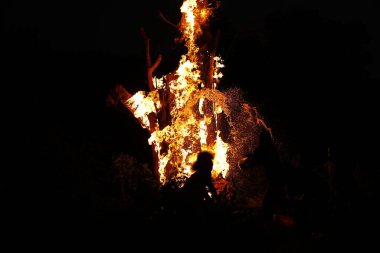 Tree Burn in the Forest