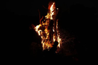 Tree Burn in the Forest