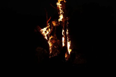 Tree Burn in the Forest