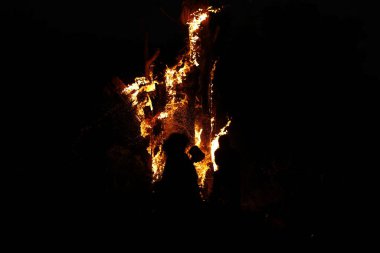 Tree Burn in the Forest