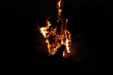 Tree Burn in the Forest