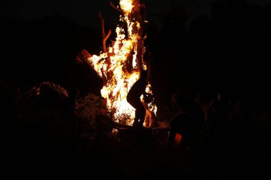 Tree Burn in the Forest