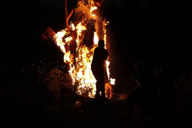 Tree Burn in the Forest
