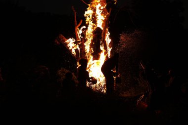 Tree Burn in the Forest