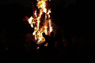 Tree Burn in the Forest