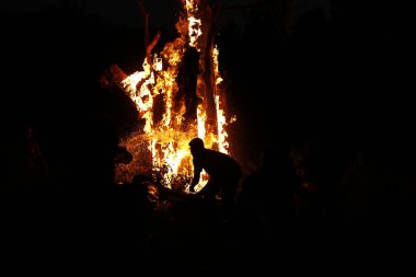 Tree Burn in the Forest